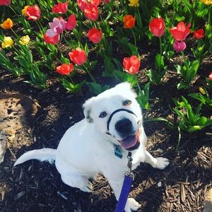 Meet your Posher, Allison